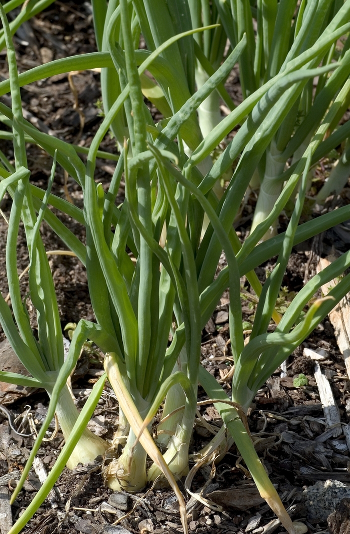 Walla Walla - Onion - Allium cepa from Bloomfield Garden Center