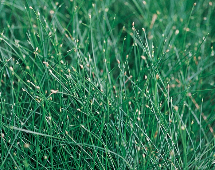 Graceful Grasses® Fiber Optic Grass - Scirpus cernus from Bloomfield Garden Center