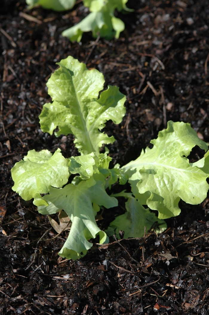 Saladbowl - Lettuce from Bloomfield Garden Center