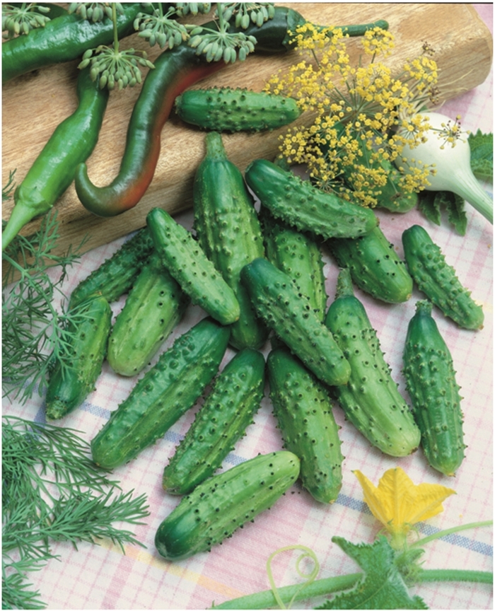 Parisian Gherkin - Cucumber - Pickling from Bloomfield Garden Center