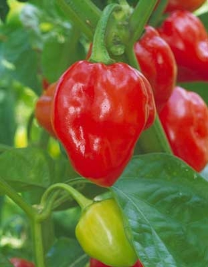 Caribbean Red Habanero - Pepper - HOT from Bloomfield Garden Center