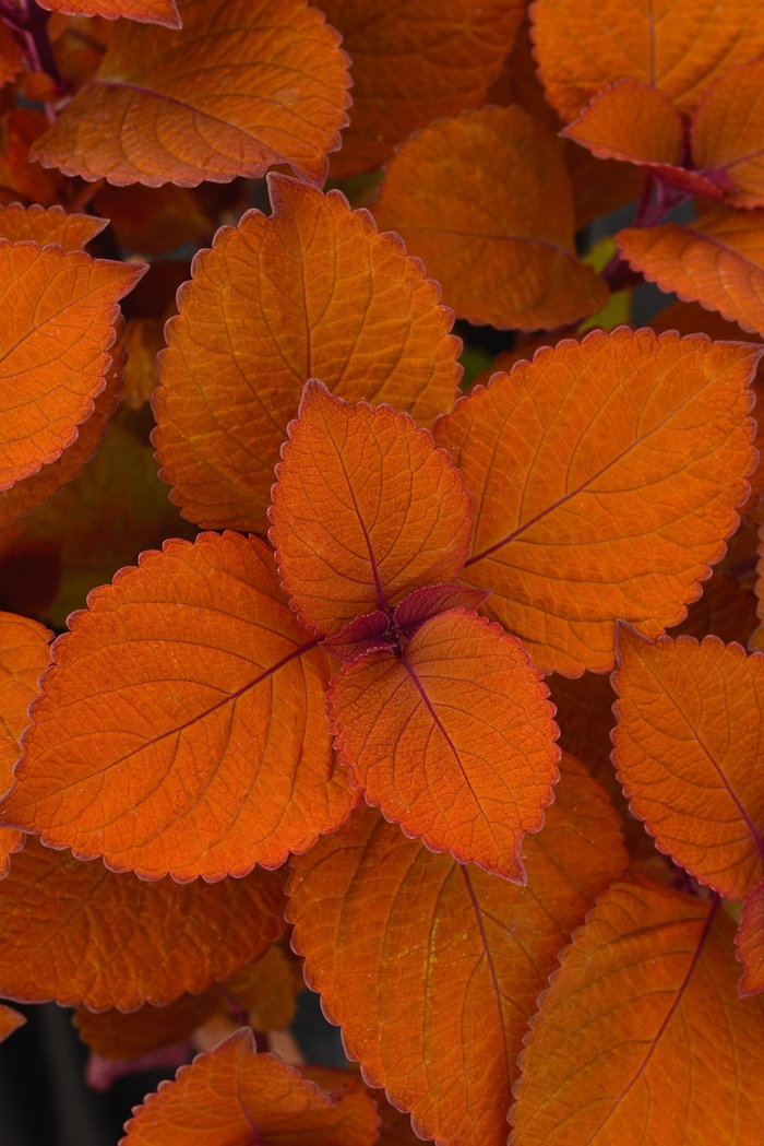 Charged Up Campfire - Coleus from Bloomfield Garden Center