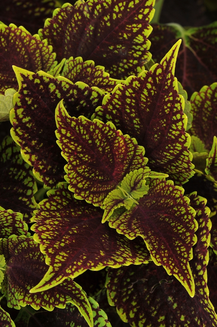 Charged Up Coleosaurus - Coleus from Bloomfield Garden Center