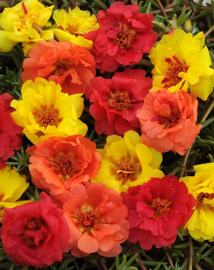 Happy Hour Tropical Mix - Portulaca - Moss Rose from Bloomfield Garden Center