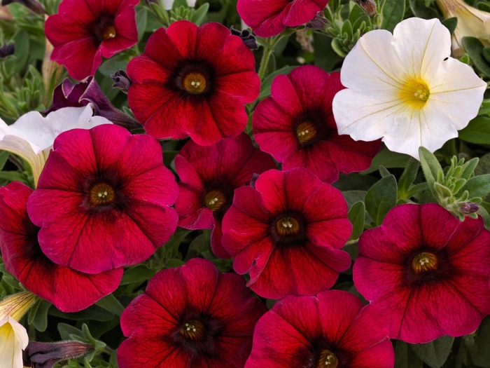 SuperCal® Bordeaux - PetChoa (Inter-generic hybrid) from Bloomfield Garden Center