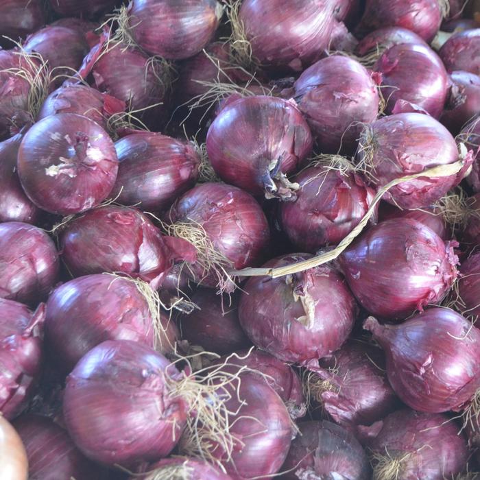 Red Burgundy - Onion - Allium cepa from Bloomfield Garden Center