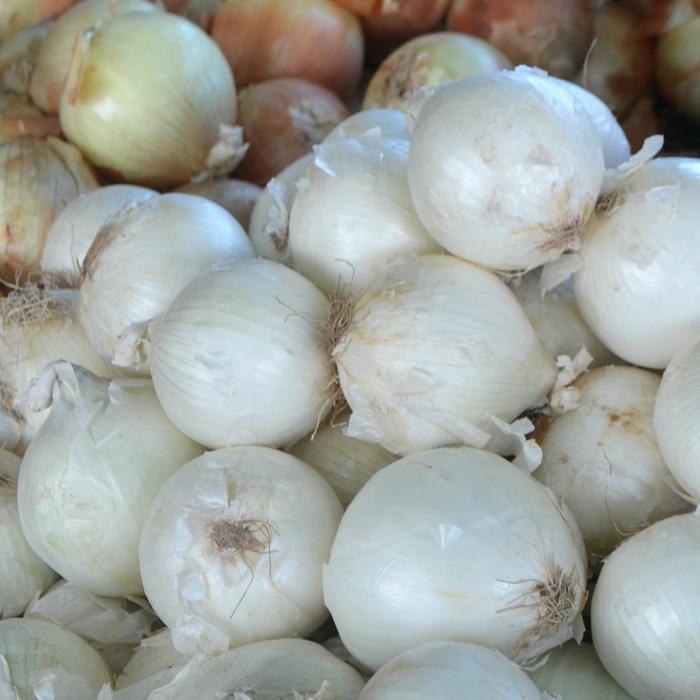 White Sweet Spanish - Onion - Allium cepa from Bloomfield Garden Center