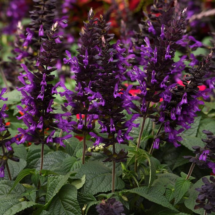 Purple & Bloom - Salvia guaranitica from Bloomfield Garden Center