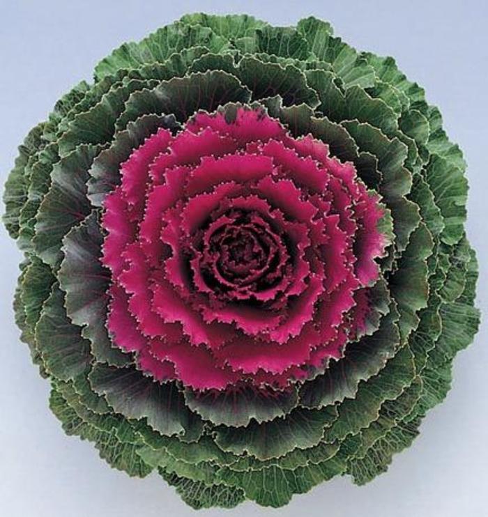 Pigeon™ Mix - Ornamental Kale - Flowering Kale from Bloomfield Garden Center