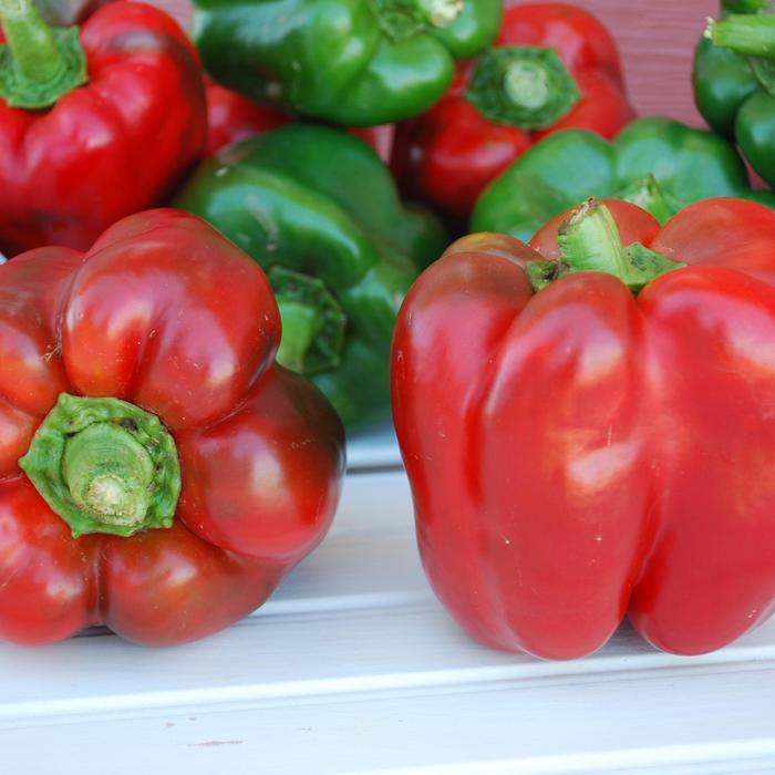 King of the North - Pepper - Bell Sweet from Bloomfield Garden Center