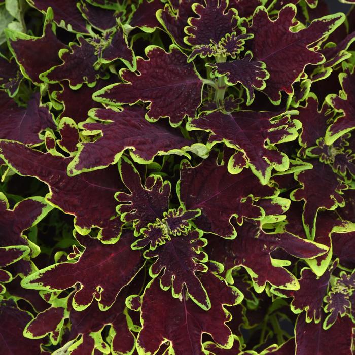 Volcania Limewire - Coleus from Bloomfield Garden Center