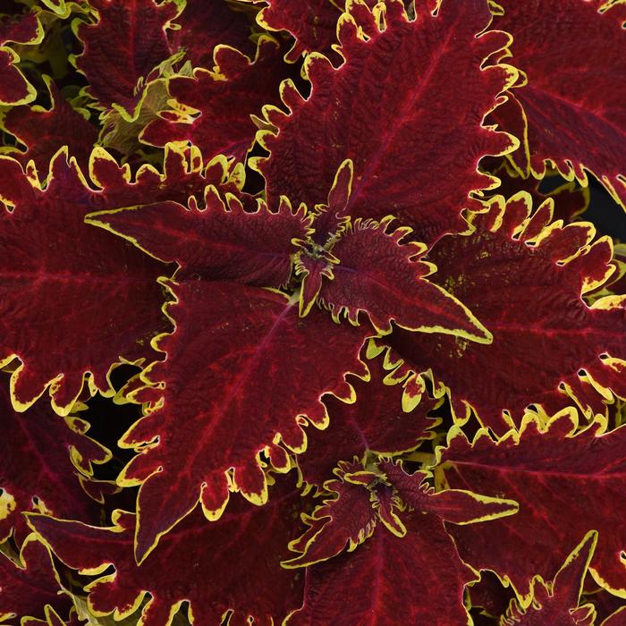 Charged Up Vulcan - Coleus from Bloomfield Garden Center