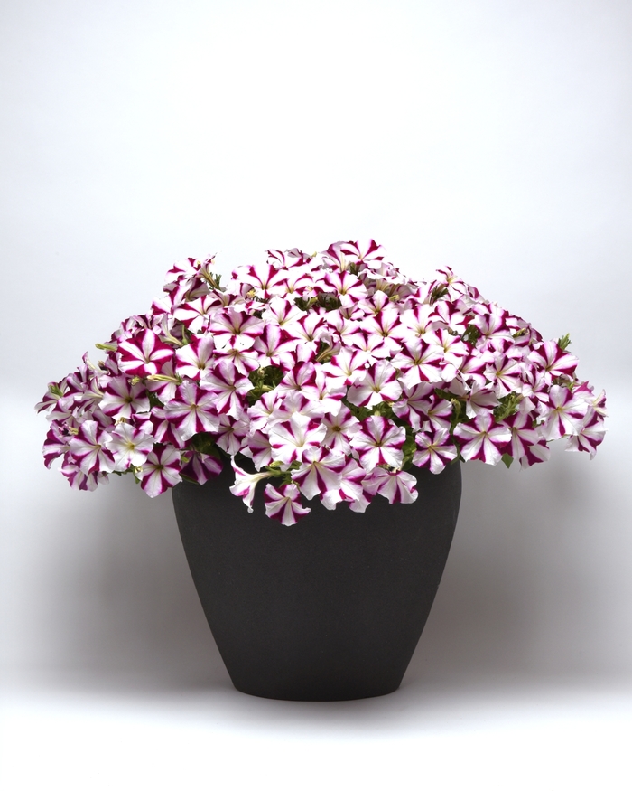 Easy Wave Burgundy Star - Petunia - Easy Wave from Bloomfield Garden Center