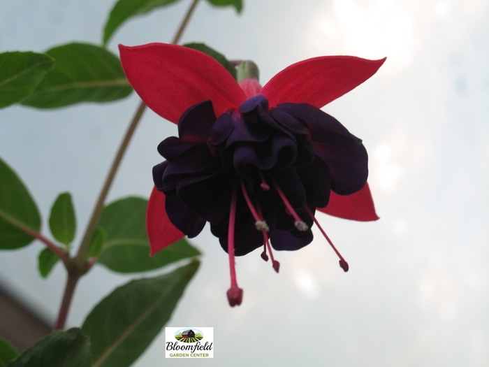 Dark Eyes - Fuchsia hybrid from Bloomfield Garden Center