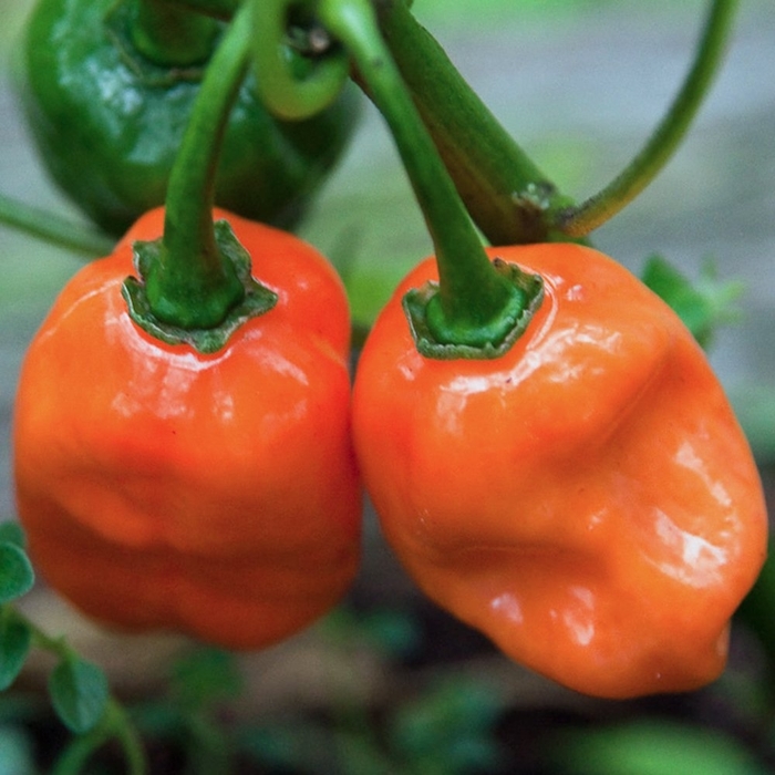 Habanero Orange - Pepper - HOT from Bloomfield Garden Center