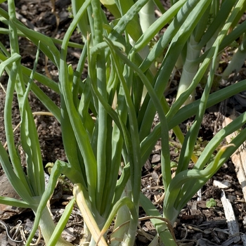 Onion - Allium cepa - Walla Walla