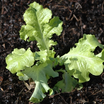 Lettuce - Saladbowl 