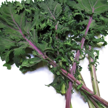 Kale - Red Russian 