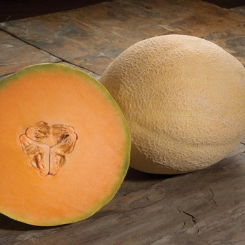 Melon - Cantaloupe - Atlantis F1 