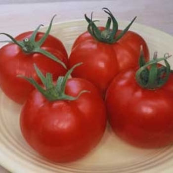 Tomato - Slicer - Early Girl