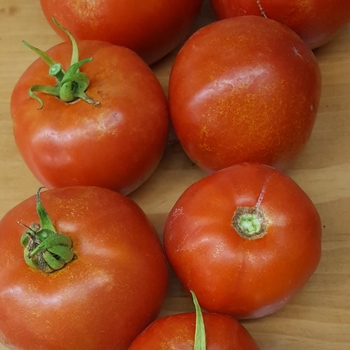 Tomato - Slicer - SuperFantastic