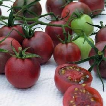 Tomato - Cherry - Black Cherry