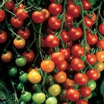 Tomato - Cherry - Super Sweet 100