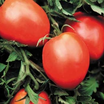 Tomato - Heirloom - Amish Paste