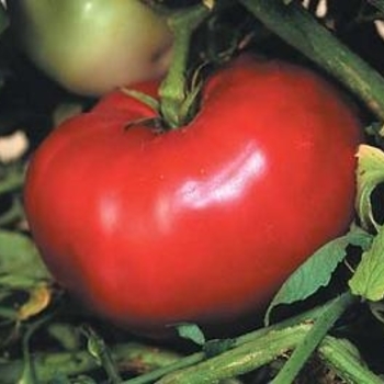 Tomato - Heirloom - Mortgage Lifter