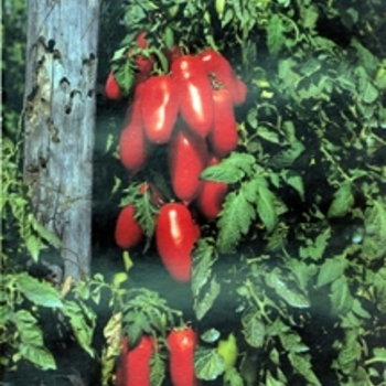 Tomato - Heirloom - San Marzano