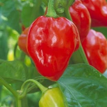 Pepper - HOT - Caribbean Red Habanero