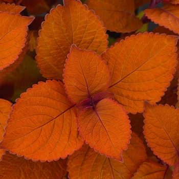 Coleus - Charged Up Campfire 