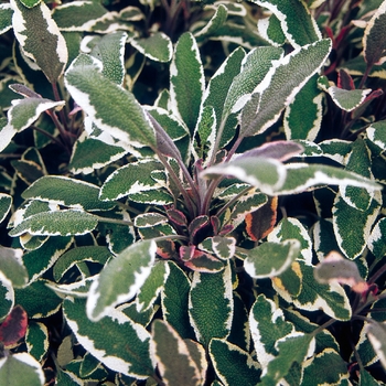 Sage - Salvia officinalis - Tricolor Sage