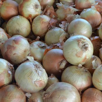 Onion - Allium cepa - Yellow Sweet Spanish 