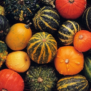 Gourd - Small Fruits Mix