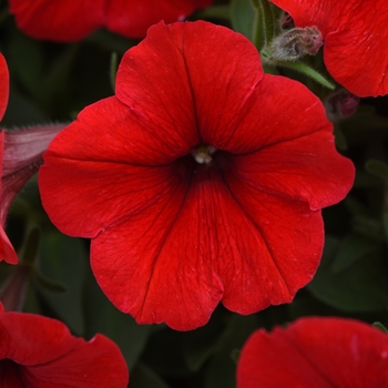 Petunia - Easy Wave - E3 Easy Wave® Red 