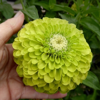 Zinnia - Queeny Lime 