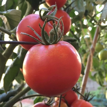 Tomato - Slicer - New Yorker