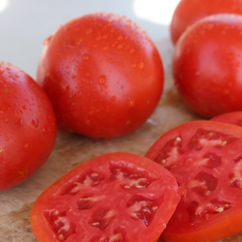 Tomato - Slicer - Celebrity Plus