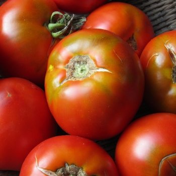 Tomato - Slicer - Sheyenne