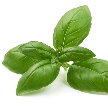 Basil - Italian Large Leaf 