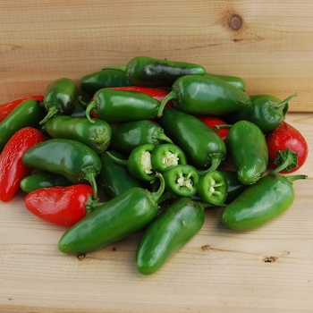 Pepper - HOT - Jalapeno Early
