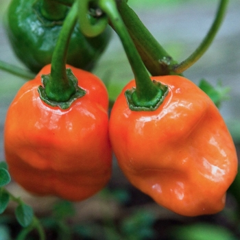 Pepper - HOT - Habanero Orange