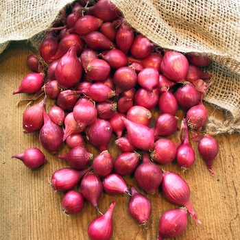 Onion - Red Sets