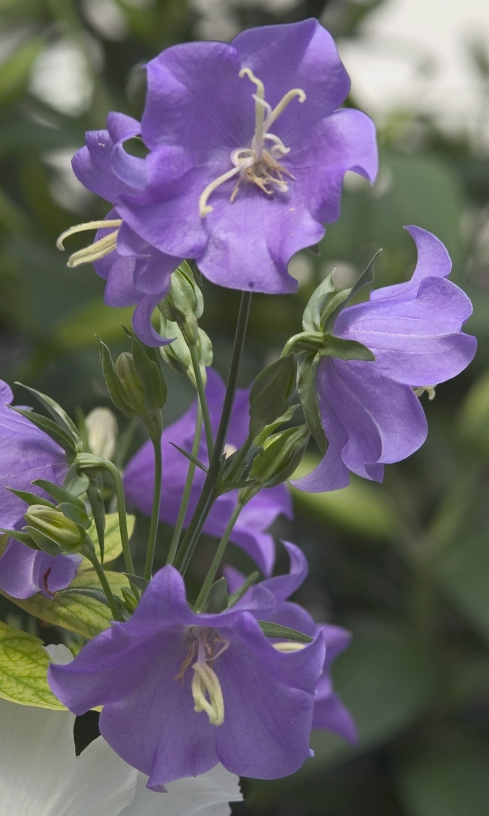 'Blue' Bellflower-Peach-leaved - Campanula persicifolia from Bloomfield Garden Center 'Blue' Bellflower-Peach-leaved - Campanula persicifolia from Bloomfield Garden Center