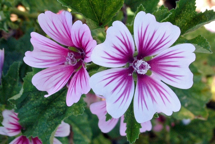 Zebrina - Malva Mallow from Bloomfield Garden Center Zebrina - Malva Mallow from Bloomfield Garden Center