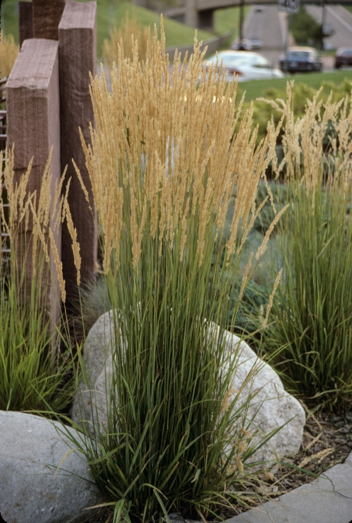 Karl Foerster - Feather Reed Grass - Calamagrostis acutiflora from Bloomfield Garden Center Karl Foerster - Feather Reed Grass - Calamagrostis acutiflora from Bloomfield Garden Center