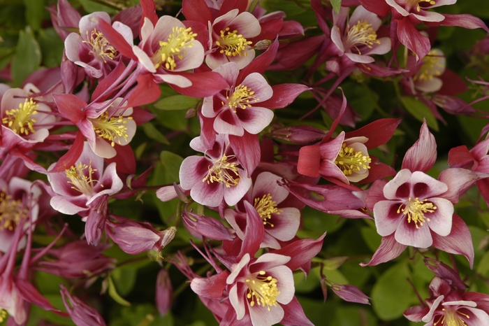 Spring Magic Rose Ivory - Aquilegia Columbine from Bloomfield Garden Center Spring Magic Rose Ivory - Aquilegia Columbine from Bloomfield Garden Center