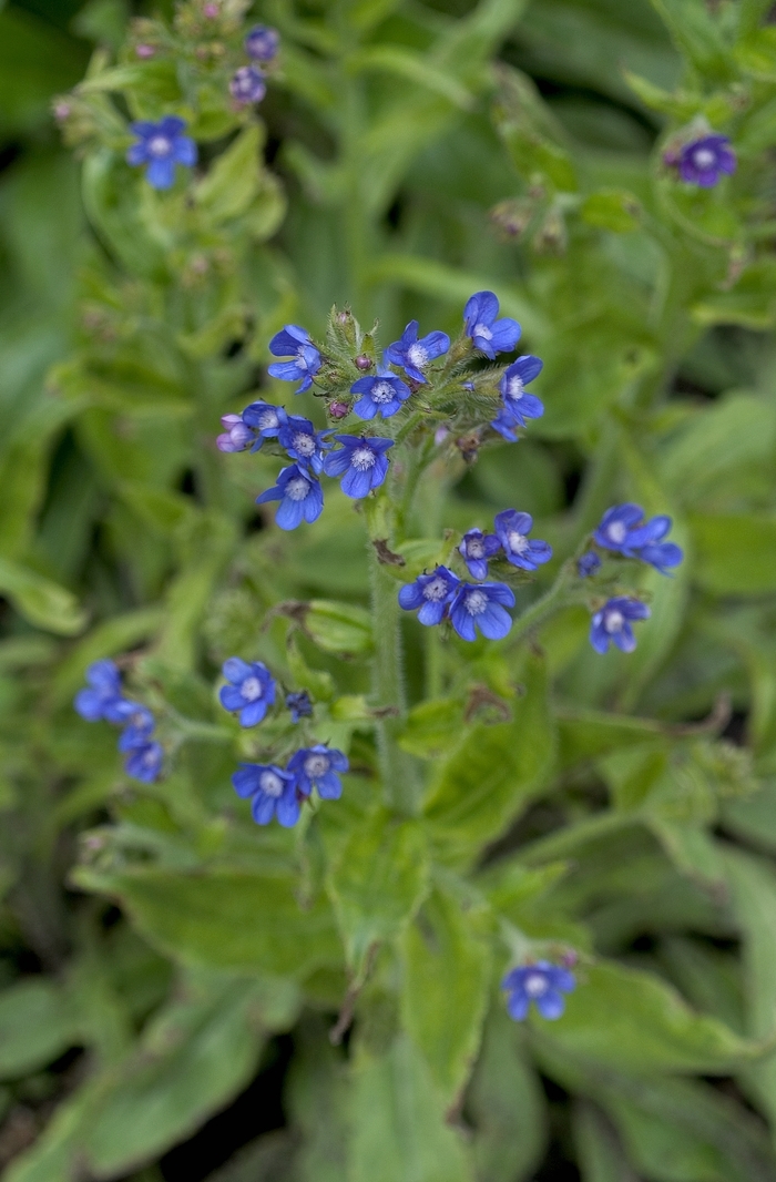 Forget Me Not - Anchusa azurea from Bloomfield Garden Center Forget Me Not - Anchusa azurea from Bloomfield Garden Center