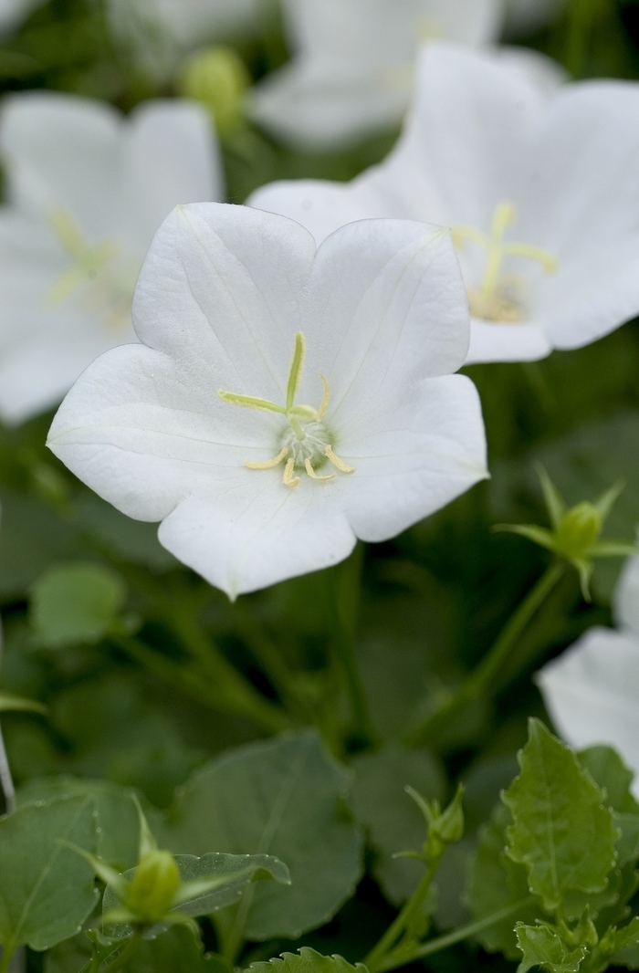 White Clips - Campanula Bell Flower from Bloomfield Garden Center